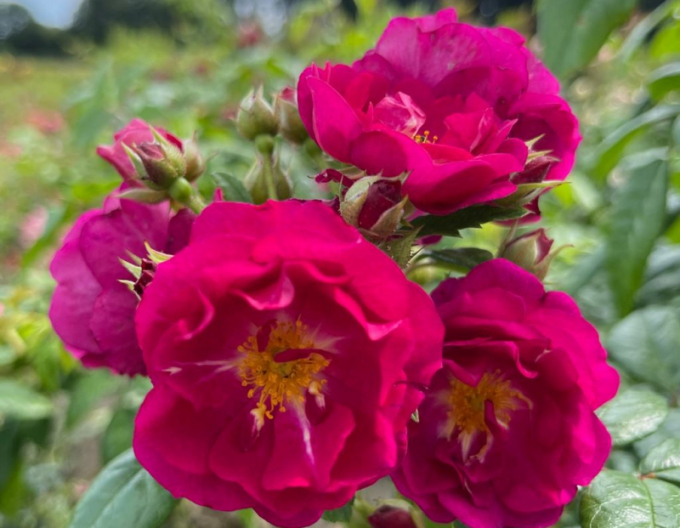 Ruža ´Purple Siluetta´