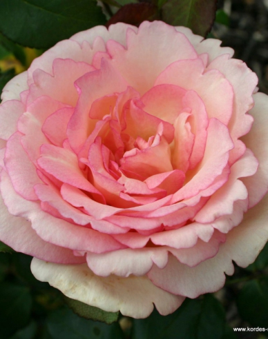 Ruža ´Suovenir de Baden Baden