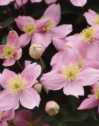 Plamienok ´Elizabeth´