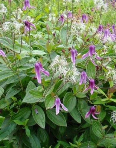 Plamienok ´Hanajima´