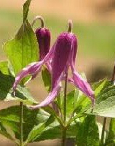 Plamienok ´Hanajima´