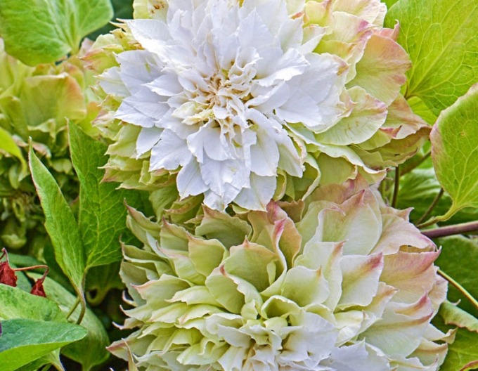 Plamienok ´Midori´