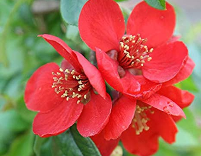 Dulovec ´Crimson and Gold´