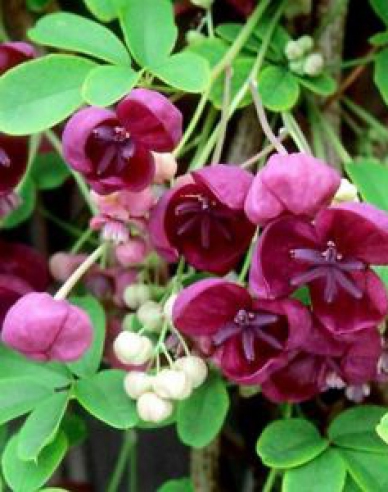 Akebia trojpočetná