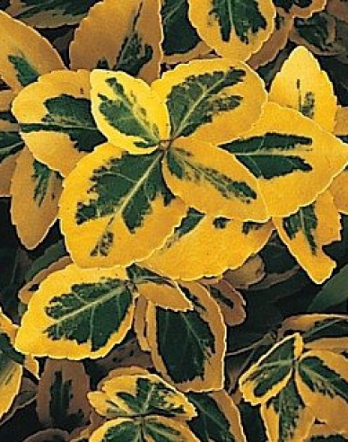 Bršlen fortuneov "EMERALD and GOLD "