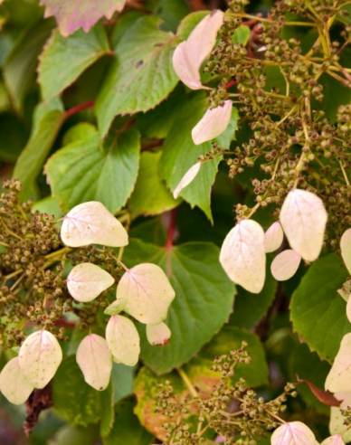 Schizophragma hydrangeoides ´Roseum´