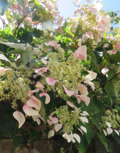 Schizophragma hydrangeoides ´Roseum´