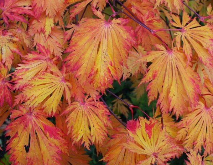 Javor japonský  ’Aconitifolium’