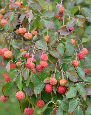 Drieň kousa "China Girl" (Cornus cousa "China Girl")