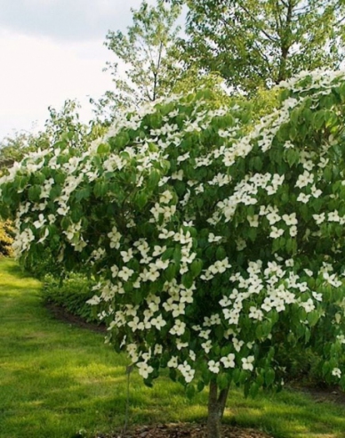 Drieň kousa "China Girl" (Cornus cousa "China Girl")