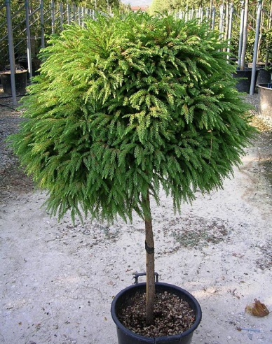 Kryptoméria japonská ´Elegans ´ na kmienku