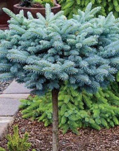 Smrek "Glauca Globosa" na kmienku