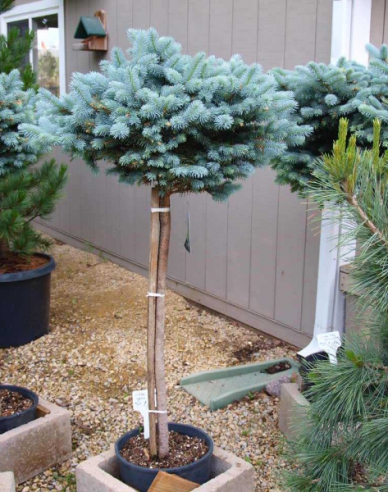 Smrek "Glauca Globosa" stromčekový