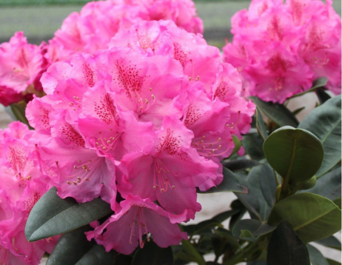 Rododendrón ´Constanze´