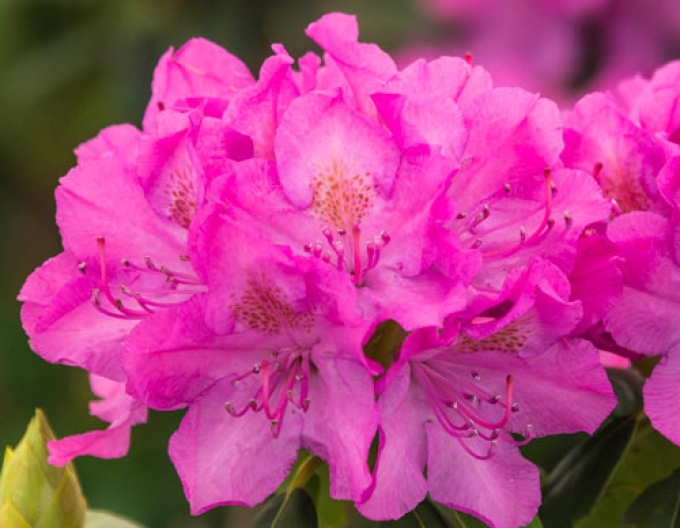 Rododendrón ´Englisch Roseum´