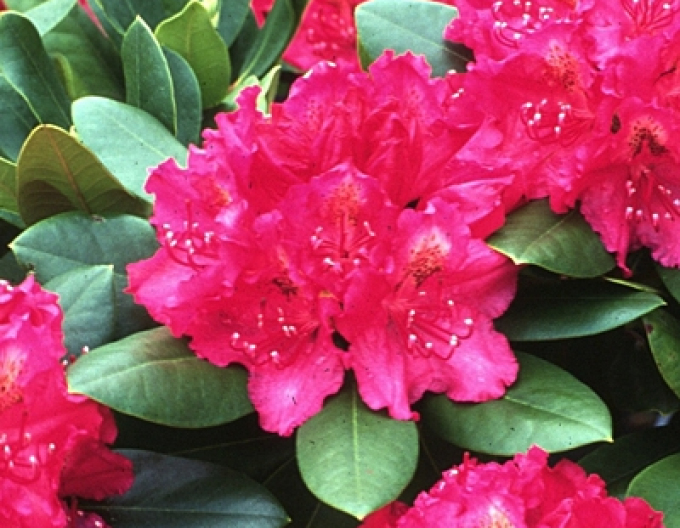 Rododendrón ´Percy´s American Beauty´