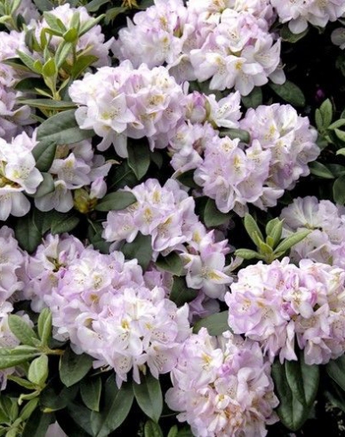 Rododendrón "Gomer Waterer"