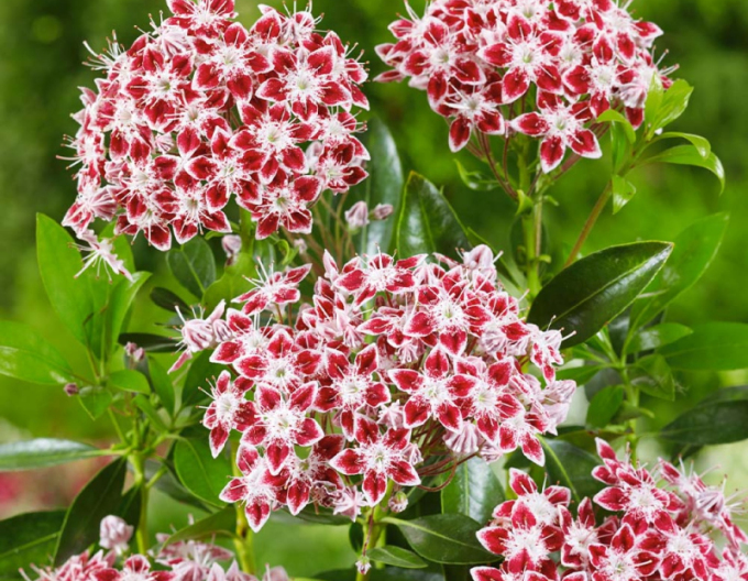 Kalmia širokolistá ´Galaxy´