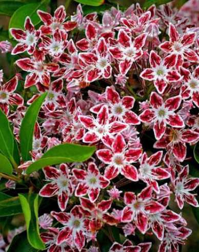 Kalmia širokolistá ´Galaxy´