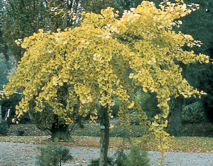 Ginko dvojlaločné ´Pendula´