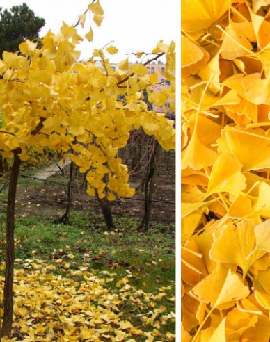 Ginko dvojlaločné ´Pendula´