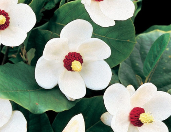 Magnólia ´Sieboldii´