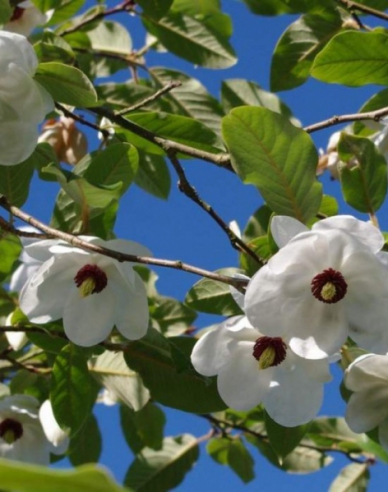 Magnólia ´Sieboldii´