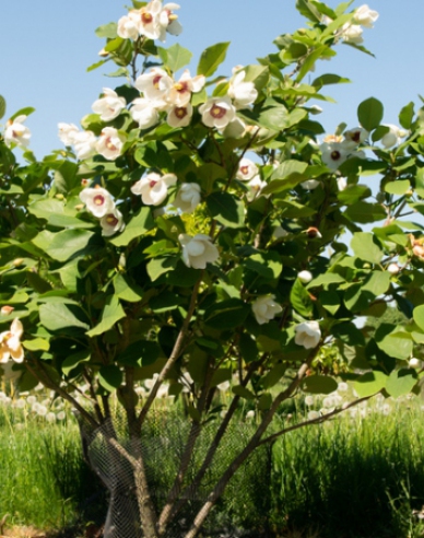 Magnólia ´Sieboldii´