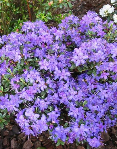 Rododendrón ´Souvenir of Anthony Waterer Rose´