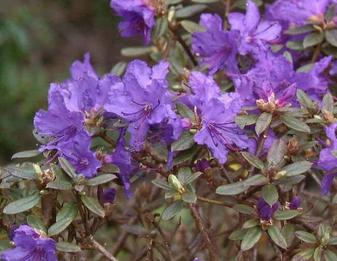 Rododendrón ´Souvenir of Anthony Waterer Rose´