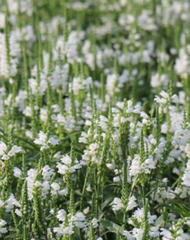 Fizostégia virgínska ´Crystal Peak White´