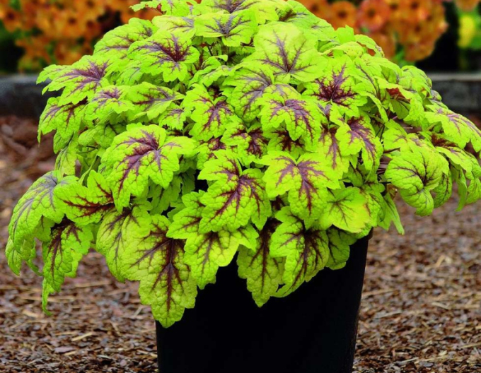 Heucherella "Stoplight"