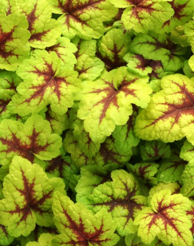 Heucherella "Stoplight"