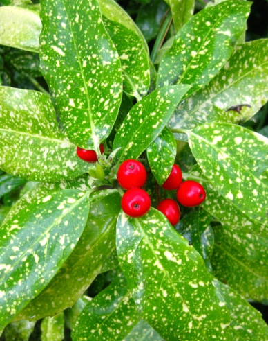 Aukuba japonská ´Variegata´