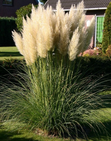 Pampová tráva "White Plume"