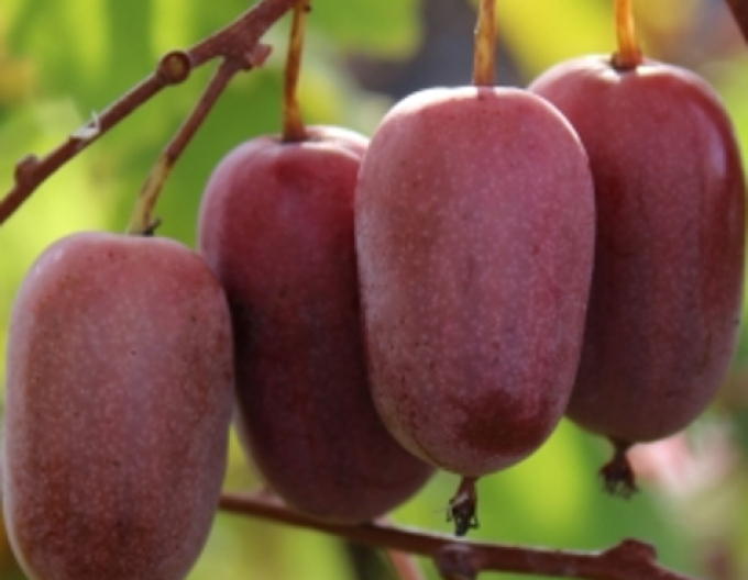 Mini kiwi ´Purpurna Sadowa´