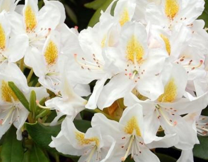 Rododendrón ´Madame Masson´