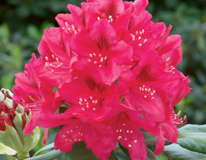 Rododendrón ´Nova Zembla´