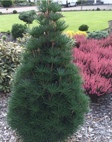 Dáždnikovec praslenovitý  100/125cm