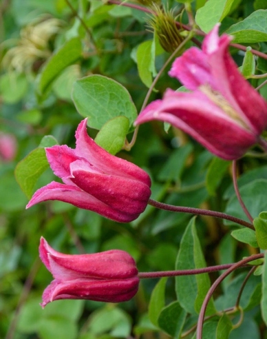 Plamienok ´Happy Diana´