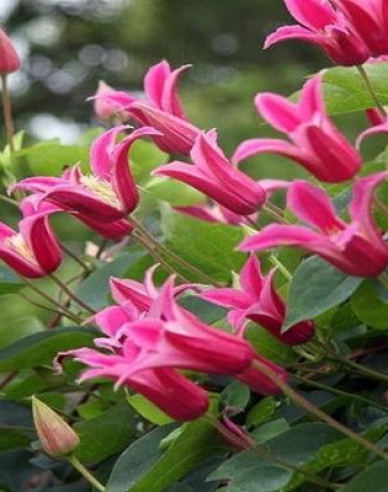 Plamienok ´Happy Diana´