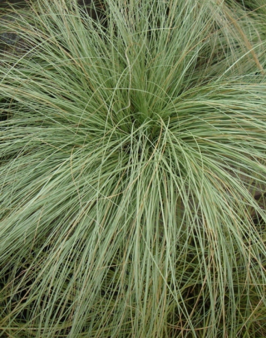 Ostrica "Amazon Mist"