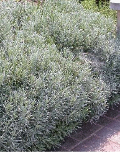 Levanduľa "Grosso" 1L