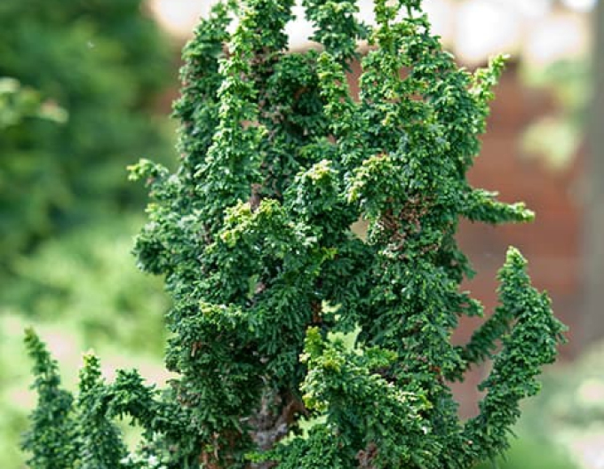 Cypruštek tupolistý ’Chirimen’