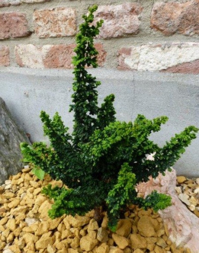 Cypruštek tupolistý ’Chirimen’