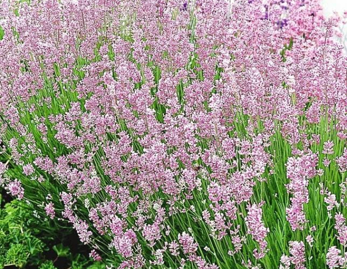 Levanduľa "Ellagance Pink"