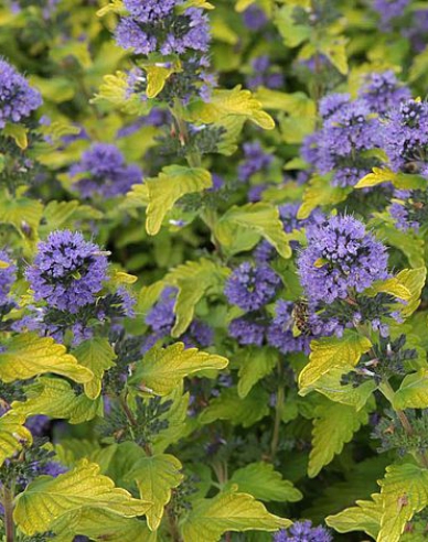 Bradavec klandovský ´Hint of Gold´