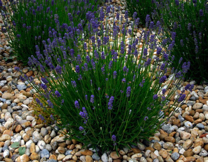 Levanduľa "Aromatico Blue Compact"