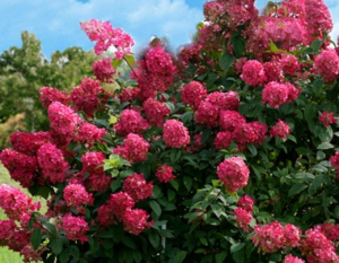 Hortenzia metlinatá ´Purpurová´