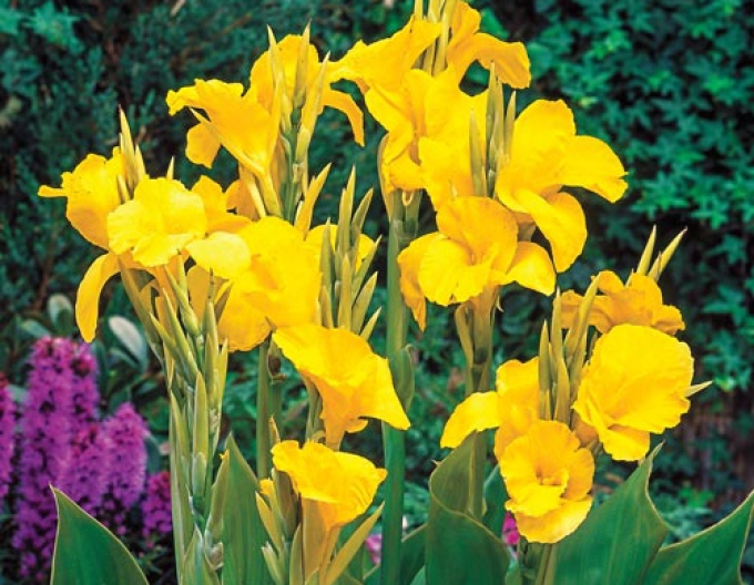 Kana ´Yellow Humbert´